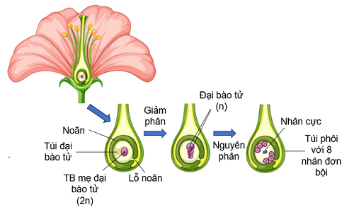 Quá trình hình thành túi phôi,olm